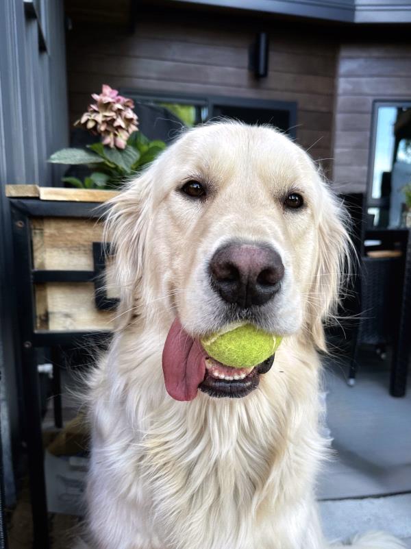 /Images/uploads/Big White Dog Photography/love-unleashed/entries/34099thumb.jpg